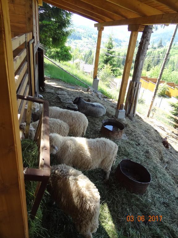 Alpenhof Pansion Hotell Slavske Exteriör bild